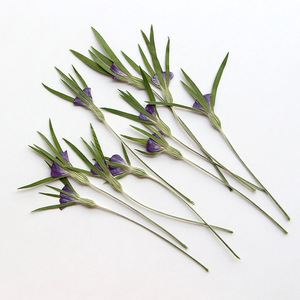 <span class=keywords><strong>Fleurs</strong></span> de Corncockle Séchées Naturelles avec Tiges – Fourniture en Gros de Plantes Pressées pour Bijoux en Résine et Matériaux de Bricolage - Product Image 2
