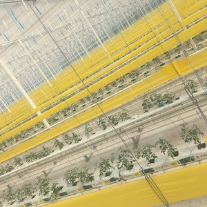 20cm * 100m môi trường thân thiện dính Côn Trùng Keo Bẫy nông nghiệp sáng màu vàng keo Ribbon Killer vật lý rệp kiểm soát - Product Image 2