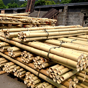 [BEST PRICE] Poteaux en bambou Tonkin personnalisables pour le soutien des plantes agricoles et les structures de construction – Vietnam - Product Image 1