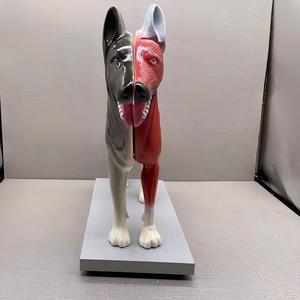 Modelo de Anatomía Canina - Especímen Muscular y Esquelético <span class=keywords><strong>Canino</strong></span> Grande para Enseñanza Veterinaria y Estudio de Ciencias Animales - Product Image 3