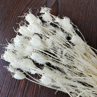 Bunga Nigella putih awet dan rumput Nigella segar untuk dekorasi pernikahan & Hari Valentine rangkaian bunga alami
