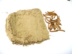 <span class=keywords><strong>Defatted</strong></span> <span class=keywords><strong>Mealworm</strong></span> bubuk cacing <span class=keywords><strong>Mealworm</strong></span> - Product Image 4