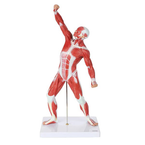 Modelo de Anatomía Muscular Superficial Humana de <span class=keywords><strong>Cuerpo</strong></span> Completo de 50 cm para Entrenamiento en Escuelas y Hospitales - Product Image 1