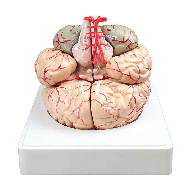 Yaşam boyutu 3D tıbbi anatomi modeli İnsan beyin modeli 9-öğretim ekranı için bölüm