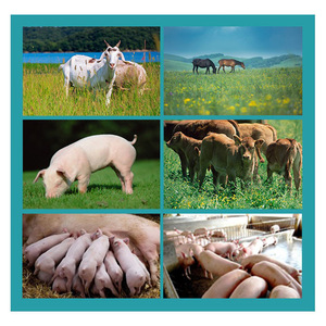 La sonde saillante de scanner vétérinaire de machine d'ultrason de bétail portative est utilisée pour la grossesse des chèvres, des porcs et des chevaux - Product Image 2