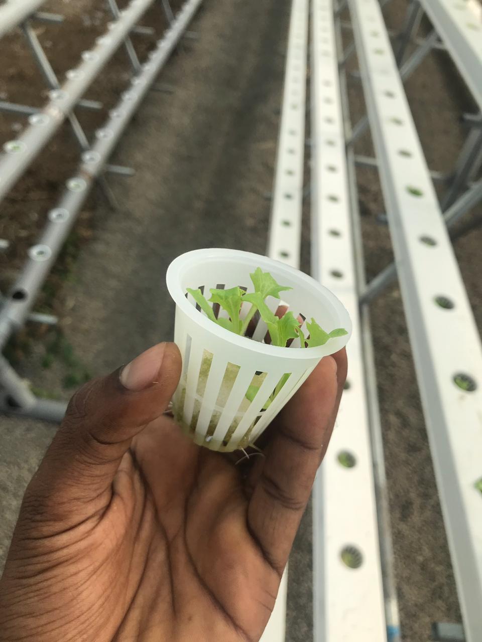 calcuim for hydroponic