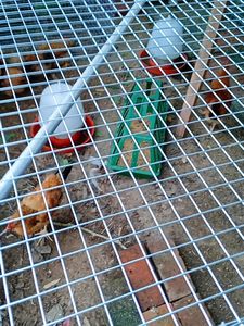 ตาข่ายลวดสแตนเลส 304 คุณภาพสูง แบบเชื่อมธรรมดา สีเงิน สำหรับรั้วป้องกันฟาร์ม ป้องกันหนู/แมว - Product Image 6