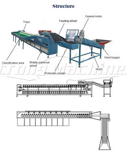 Machine de classement automatique de fruits et légumes pour usine de transformation de fruits SUS 304 matériel multifonctionnel prix de vente bon marché - Product Image 2