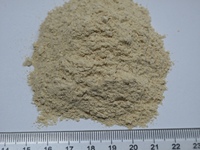 Poudre de raifort déshydratée séchée à l'air, épices, poudre de wasabi blanche