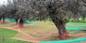 Filet de récupération de fruits à chute d'herbe, 100% filets vierges en HDPE, filet de ramassage de massif, résistant à la casse - Product Image 6