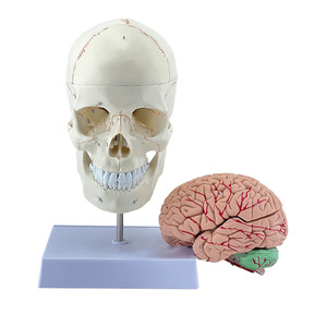 Modelos anatómicos cerebrales del modelo de cráneo humano - Product Image 1