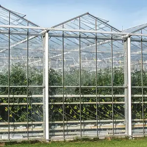 Grandi dimensioni ampia campata di vetro serra pannelli di coltivazione indoor rose