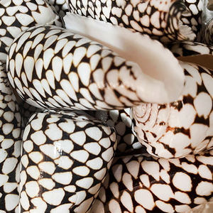 Grosir cangkang alami asli Conus Marmoreus kerang warna-warni untuk hadiah Dekorasi Rumah - Product Image 2