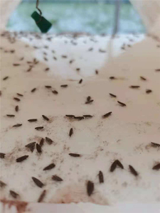 Piège en plastique Delta avec septum en caoutchouc et kit de leurres phéromonaux pour la moustiquière de thé - Product Image 3