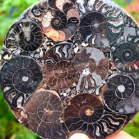 Décoration d'intérieur bohème, plaque d'ammonite noire, pierre de guérison Reiki, cadeau géologique, disque d'ammonite avec support