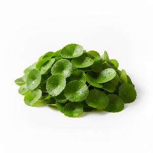 TW Centella PDRN Advanced Plant Derived Repair Complex, Materia Prima Cosmética Líquida, Regeneración de la Piel, Base para el Cuidado de la Piel - Product Image 1