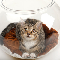 Lit pour chat en PET transparent de forme ronde/ovale, intérieur spacieux, anti-adhésif, facile à nettoyer, semi-fermé, respirant, adapté à toutes les saisons