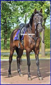 Tapis de selle de dressage anglais en tissu de velours bleu personnalisé Tailles et couleurs personnalisées disponibles - Product Image 4