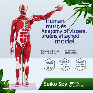 Modelo de músculo <span class=keywords><strong>humano</strong></span> de <span class=keywords><strong>cuerpo</strong></span> completo de PVC de 80CM con órganos internos modelo de anatomía de <span class=keywords><strong>ciencia</strong></span> médica para estudio de músculos y órganos - Product Image 4