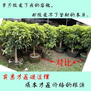 Bolsas de cultivo no tejidas gruesas, bolsas de plantación blancas para árboles y plántulas, cosidas a mano para uso hortícola - Product Image 3