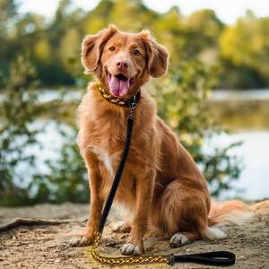 Groothandel Mode Hond & Kat Training Loden Riem Set Sterk Heavy Duty Touw Met Oplaadbare Lichte <span class=keywords><strong>Cartoon</strong></span> Stijl Hondenhalsband - Product Image 3