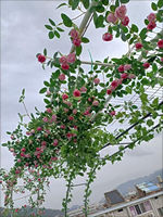 Vigne de fleurs artificielles décorative pour balcon, vigne de théier en soie, fausses fleurs, lierre décoratif pour plafond, rotin
