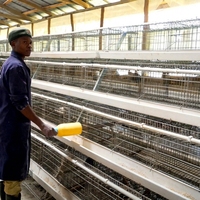 Cage à poules pondeuses de type A, 3 niveaux, 4 portes, galvanisée à chaud, pour élevage en batterie en ferme avicole