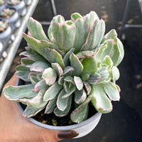 Mini-pots pour plantes, plante artificielle en pot Echeveria Berkeley, décoration intérieure, pots de plantes d'intérieur pour bureau