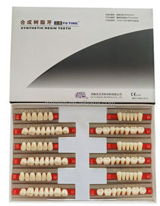 Dentaire supérieure et inférieure postérieure résine synthétique 2 couches résine acrylique dents résine prothèse dentaire - Product Image 6