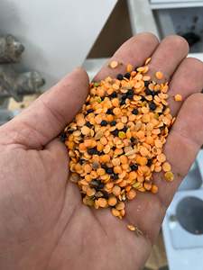 Clasificador óptico Trieur Optique para clasificación de color de lentejas con sistema inteligente y función remota a la venta en Suiza - Product Image 6