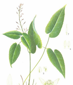 Grosir Lcariin 98% kapsul <span class=keywords><strong>Epimedium</strong></span> kapsul rumput kambing Horny - Product Image 5