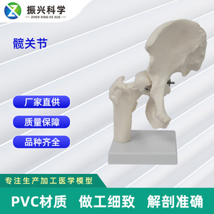 Modèle personnalisé de joint de hanche humaine naturelle, modèle d'anatomie squelettique médicale mobile avec os fémoral et iliaque pour l'orthopédie - Product Image 5
