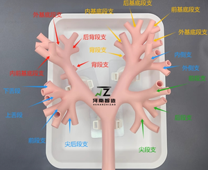 แบบจำลองการสอนและการฝึกอบรมทางการแพทย์สำหรับการส่องกล้องตรวจหลอดลมระดับสี่แบบแข็งรุ่นใหม่ ต้นแบบหลอดลม - Product Image 5