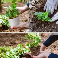 SwinDuck 28 Pack Pot Tanaman Kecil Tradisional 4 Inci, Pot Plastik dengan Lubang Drainase dan Alas, untuk Bunga, Tanaman, Sukulen, dan Bibit