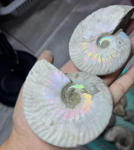Vente en gros de fossiles d'ammonites naturelles irisées, coquillages de nautilus anciens pour la guérison par le Reiki et la décoration intérieure - Product Image 4