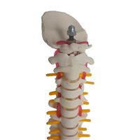Science médicale squelette humain modèle anatomie colonne vertébrale bassin PET matériel SMD01625