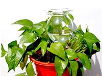 Arrosoir automatique pour plantes, pointes d'arrosage personnalisées, 3 pièces, en verre transparent soufflé, vente en gros