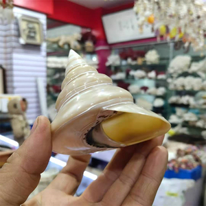 Ang về nhà Tự Làm Thủ Công cá hồ cá trang trí bóc vỏ trưng bày cửa sổ trang trí bộ sưu tập nhỏ vỏ sò biển tự nhiên vỏ sò ốc xà cừ - Product Image 4