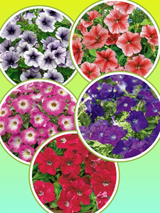 Kit de plantes en pot de pétunia nain de haute qualité pour la plantation au sol, pétunia miniature pour la décoration de la maison - Product Image 6