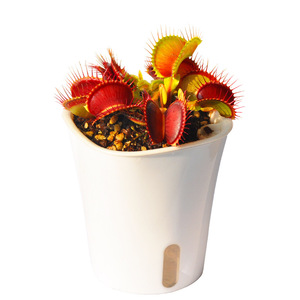 Maceta perezosa de plástico autoabsorbente creativa de 7,5*8,5 cm de alta calidad al por mayor con cuerda de algodón y maceta interior blanca - Product Image 1