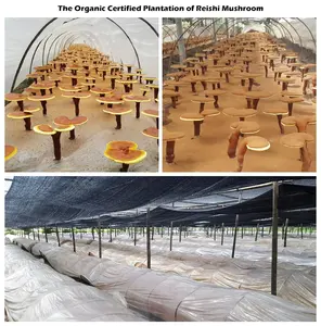 Etiqueta privada 100%, sem aditivos, suplementos de saúde, <span class=keywords><strong>reishi</strong></span>, esportivo, óleo ganoderma, lucientos, cápsulas de óleo - Product Image 3