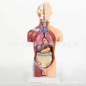Modelo anatómico humano de órganos; modelo de órganos esqueléticos humanos desmontable para enseñanza médica; material educativo para estudiantes. - Product Image 1