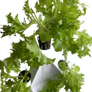 Nouveau système de culture hydroponique vertical motorisé pour la maison, avec pompe automatique intégrée et garantie de 6 mois - Product Image 1