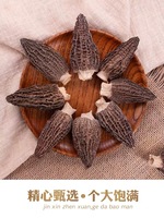 Morilles noires fraîches de culture, mycélium de morilles, vente en gros à prix réduit