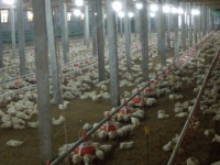 Système d'alimentation et d'abreuvement automatique moderne pour ferme avicole, nouveau type de gobelet à eau pour les poulets de chair