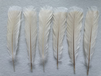 Vente en gros de plumes de dinde teintes en vrac pour accessoires de carnaval et robes