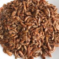 Gammarus poisson tortue, qualité supérieure, aliments secs par le soleil, g