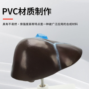 Modèles pédagogiques de l'anatomie du foie humain, y compris le hilum du foie, les vaisseaux sanguins, le lobe du foie, la vésicule biliaire, etc. - Product Image 3