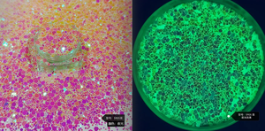 Polvere Acrilica Luminosa Fosforescente per Unghie, Resistente ai Solventi, Decorazioni Natalizie - Product Image 6