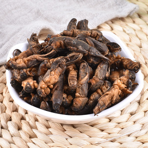 Toptan kurutulmuş Lougu köstebek kriket organik Gryllotalpidae çin tıbbı - Product Image 1